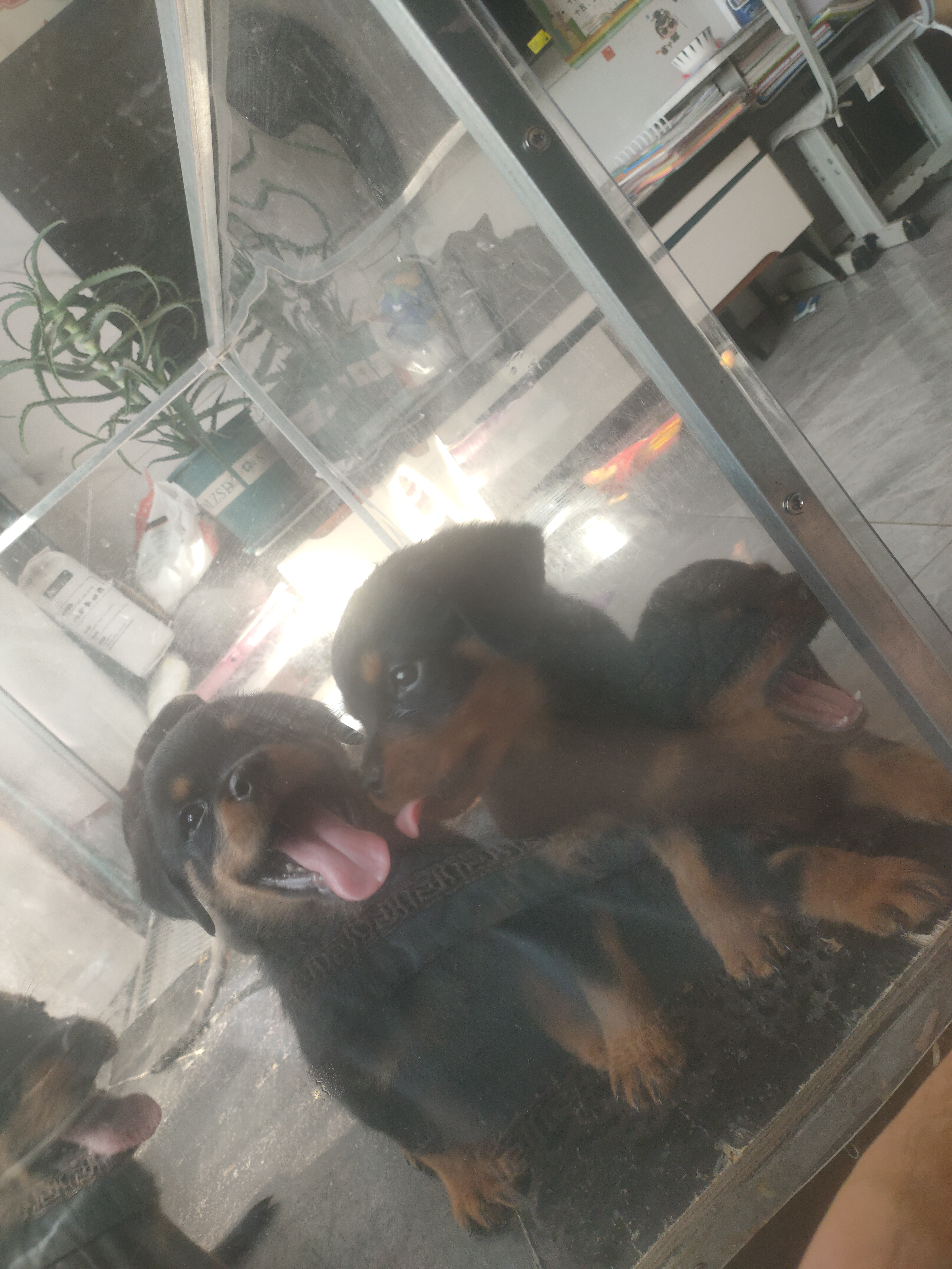 罗威纳幼犬